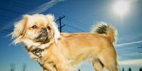 Собака Туди — самая маленькая в мире: описание и цена Самая маленькая собака вес
